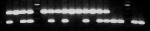 Knockout-A-3 primer tail PCR